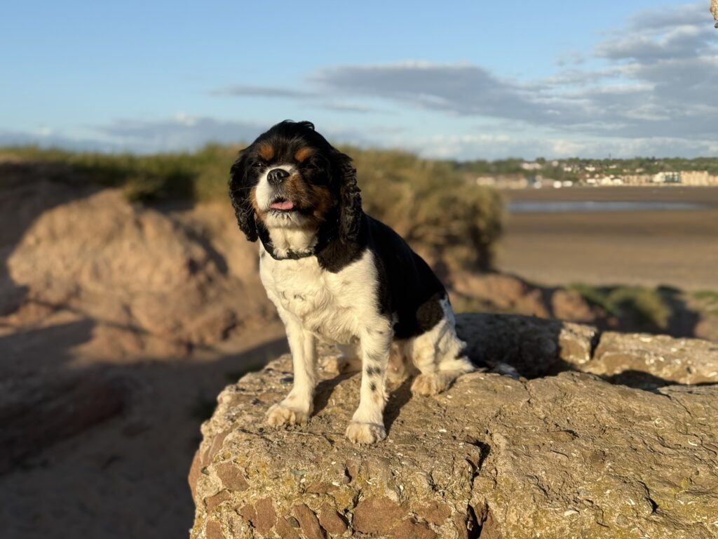 Millie - Tricolour Cavalier King Charles Spaniel