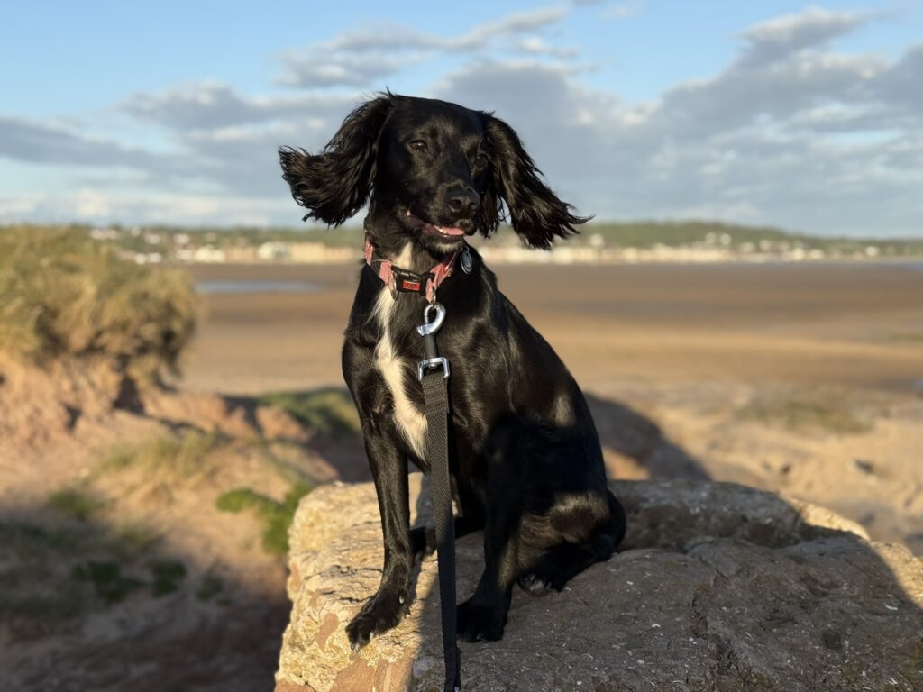 Lillie - Black Working Cocker Spaniel